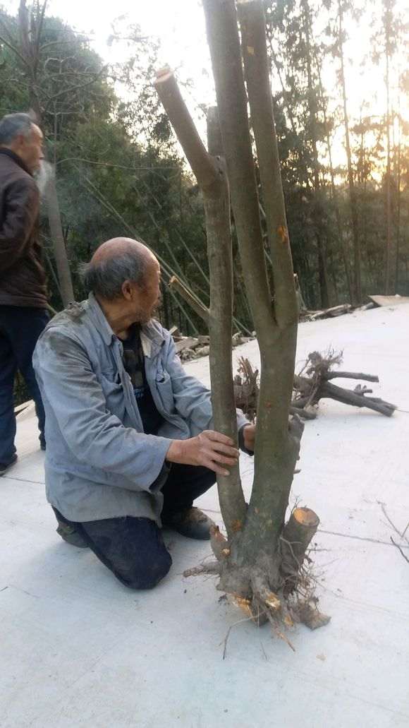 淘宝店的火棘下山桩 1000元 怎么样