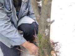 淘宝店的火棘下山桩 1000元 可以吗