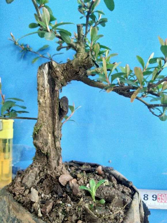 火棘下山桩小老桩 熟桩一批 欢迎欣赏