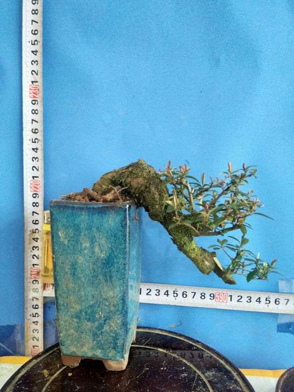 火棘下山桩小老桩 熟桩一批 欢迎欣赏