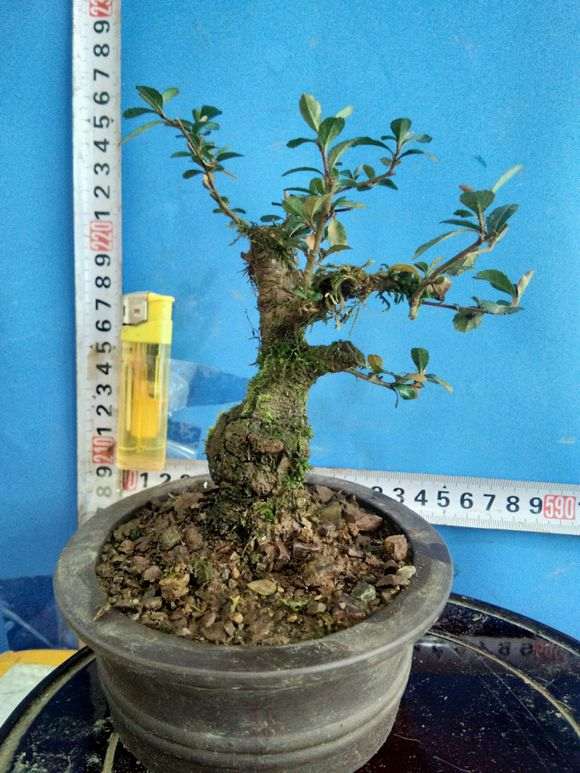 火棘下山桩小老桩 熟桩一批 欢迎欣赏