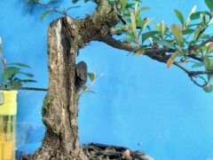 火棘下山桩小老桩 熟桩一批 欢迎欣赏