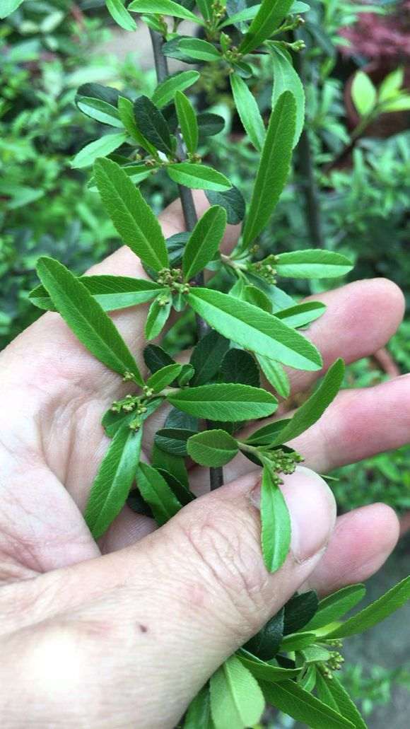 日本火棘下山桩和国产火棘有什么区别