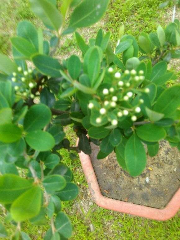 日本火棘下山桩和国产火棘有什么区别