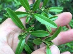 日本火棘下山桩和国产火棘有什么区别