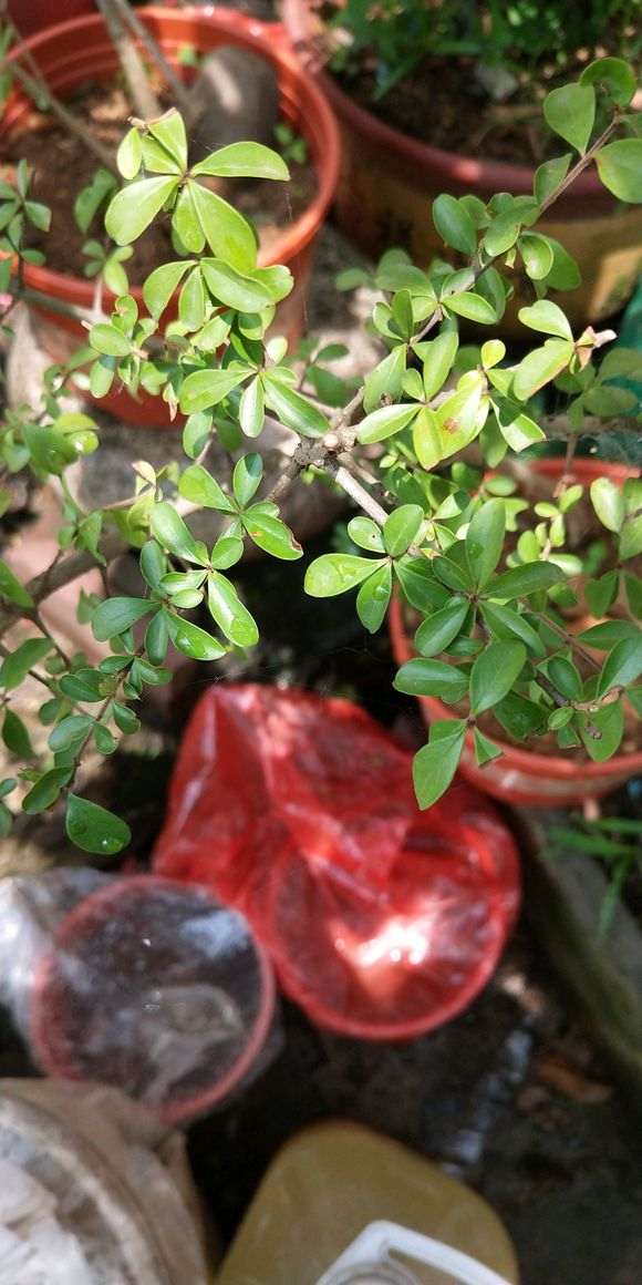 这个是火棘下山桩吗 树枝长刺 图片