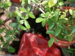 这个是火棘下山桩吗 树枝长刺 图片