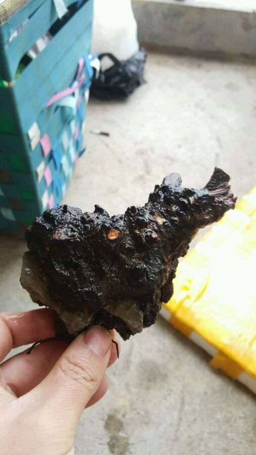 火棘下山桩的坨坨怎么样 图片