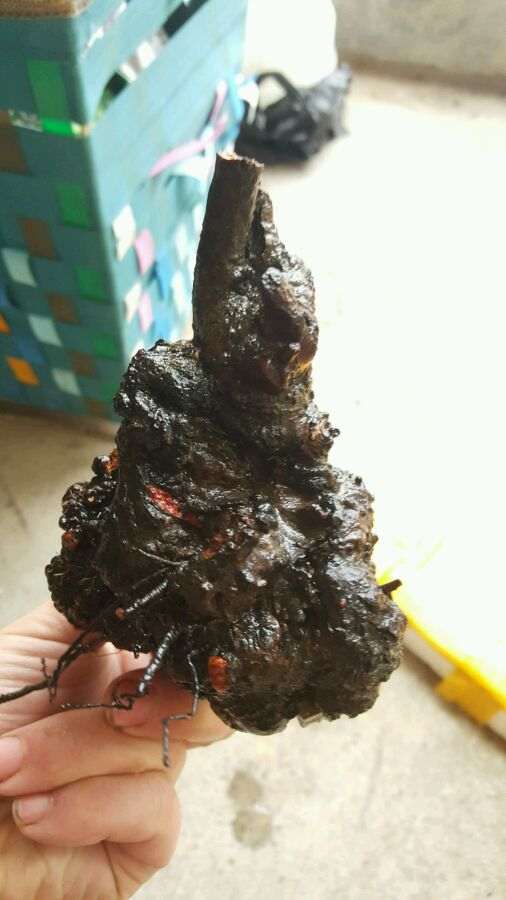 火棘下山桩的坨坨怎么样 图片