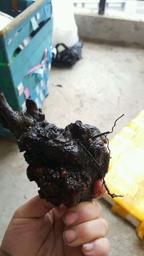 火棘下山桩的坨坨怎么样 图片