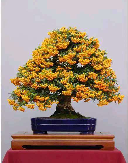 盆景价格下降的最主要原因是什么 图片