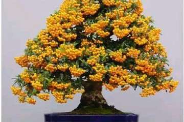 盆景价格下降的最主要原因是什么 图片