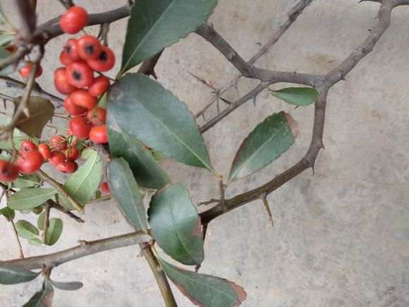 为什么火棘下山桩长刺 怎么办 图片