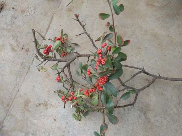 为什么火棘下山桩长刺 怎么办 图片