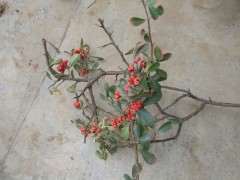 为什么火棘下山桩长刺 怎么办 图片