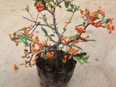 山荆子和火棘下山桩有什么不同 图片