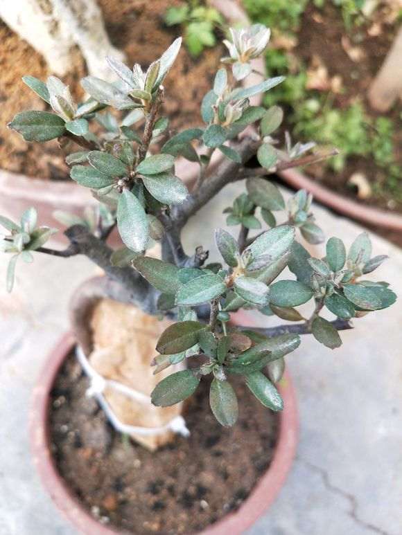 入了一颗火棘下山桩 价格50元 贵吗