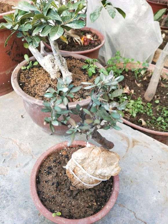 入了一颗火棘下山桩 价格50元 贵吗