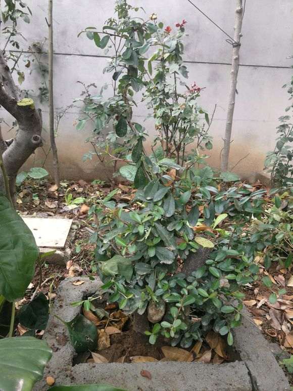 火棘下山桩什么时候嫁接 图片