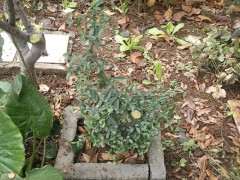 火棘下山桩什么时候嫁接 图片