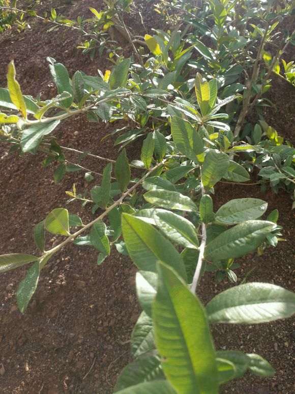 请教老师 这个是火棘下山桩吗 图片