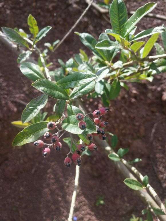 请教老师 这个是火棘下山桩吗 图片