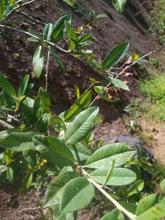 请教老师 这个是火棘下山桩吗 图片
