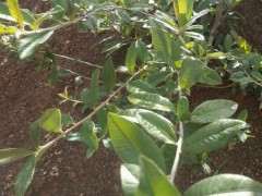 请教老师 这个是火棘下山桩吗 图片