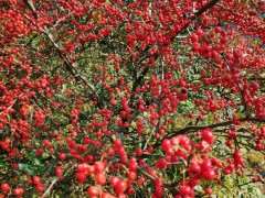 火棘下山桩挂果时叶子少 怎么办 图片