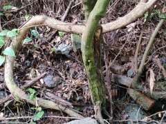 火棘下山桩能长这么大吗 图片