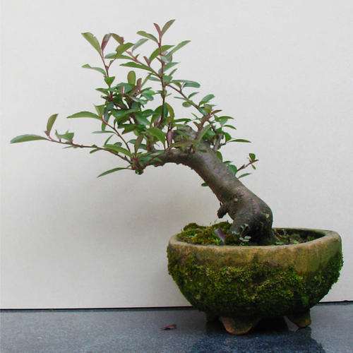 请问 火棘下山桩的品种多吗 图片