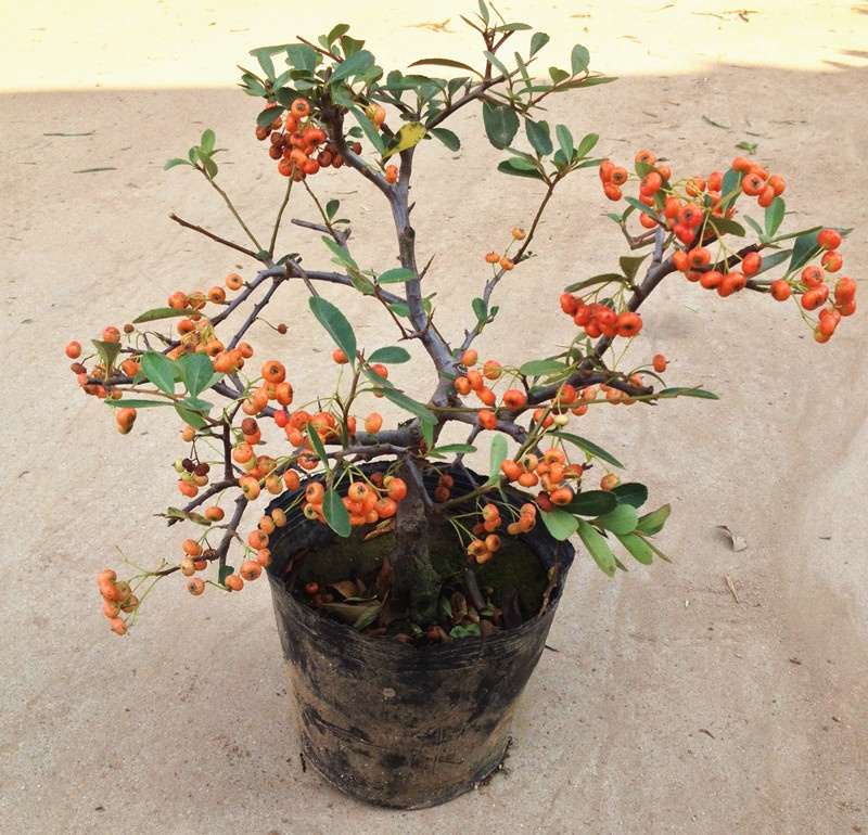 请问 火棘下山桩的品种多吗 图片