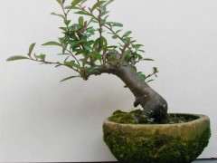 请问 火棘下山桩的品种多吗 图片