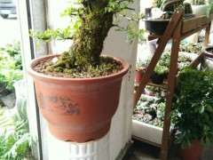 火棘下山桩 一年有什么变化 图片