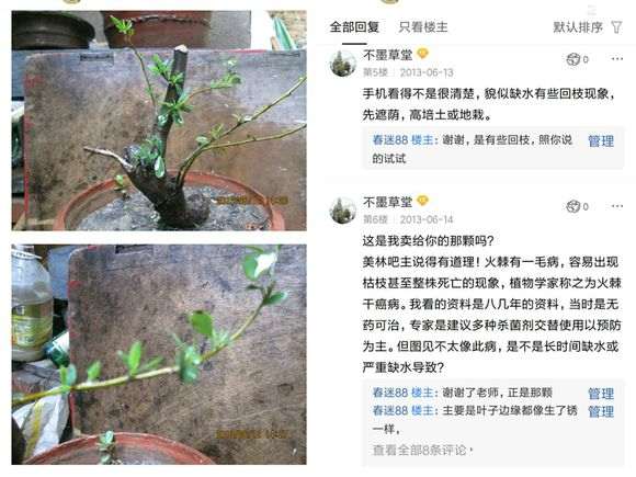 为什么火棘盆景养护难 3个问题 图片