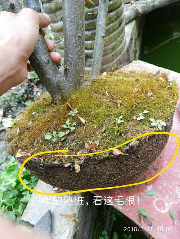 为什么火棘盆景养护难 3个问题 图片