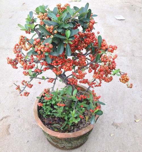 为什么火棘下山桩最好把叶子摘光