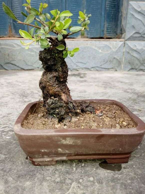 为什么火棘下山桩最好把叶子摘光