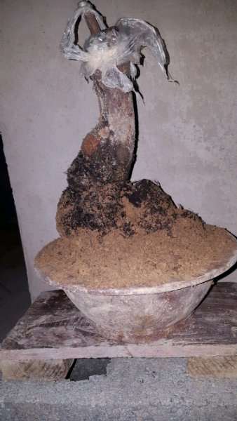 为什么火棘下山桩退枝非常厉害 图片