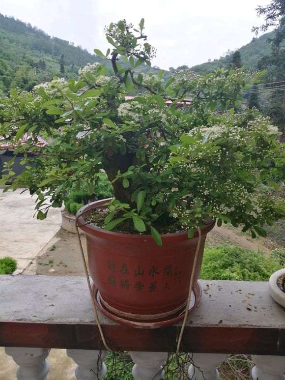 为什么火棘下山桩退枝非常厉害 图片