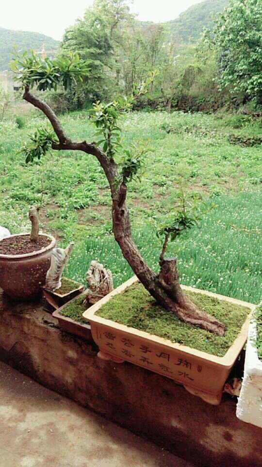 为什么火棘下山桩退枝非常厉害 图片