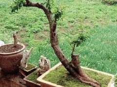 为什么火棘下山桩退枝非常厉害 图片