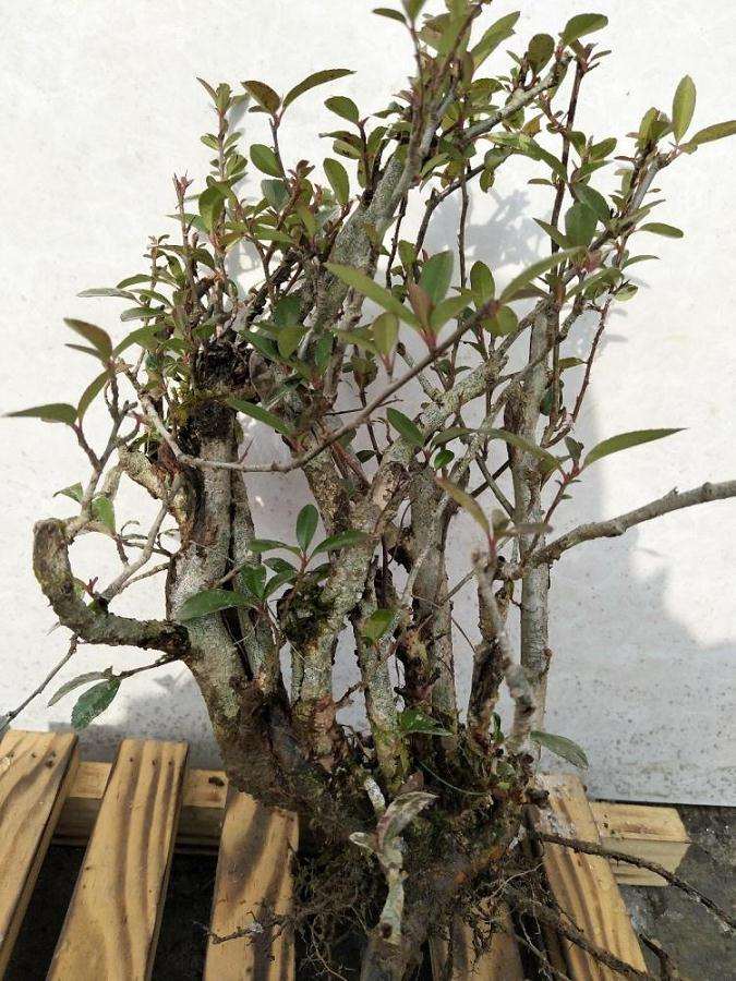 火棘下山桩退枝是什么原因 引起的 图片