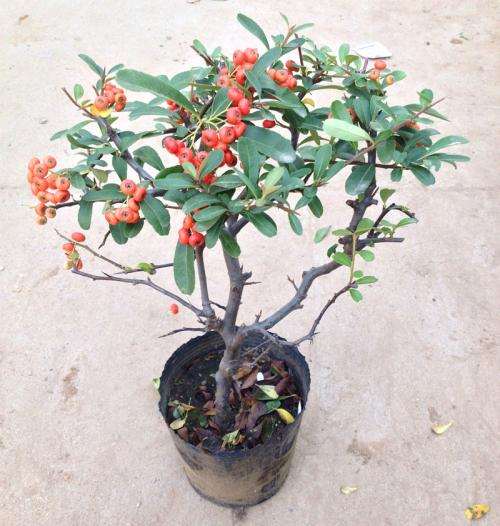 火棘下山桩退枝是什么原因 引起的 图片