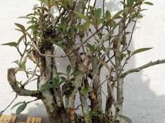 火棘下山桩退枝是什么原因 引起的 图片