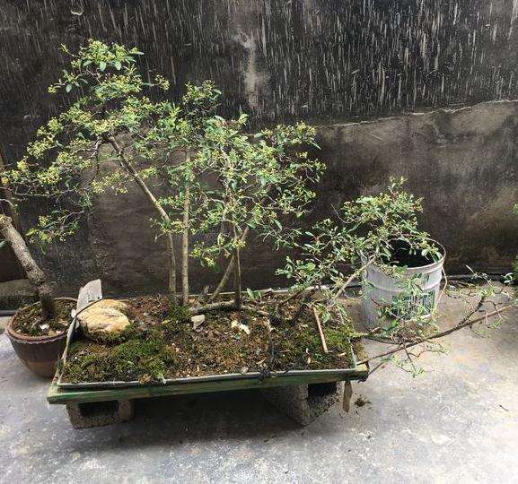 火棘下山桩 三个月了 画个设计图