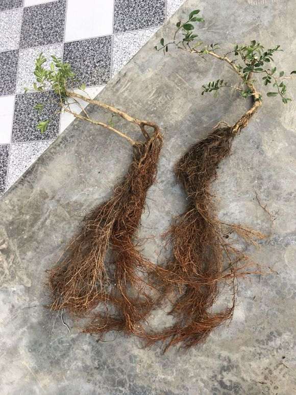 火棘下山桩 三个月了 画个设计图