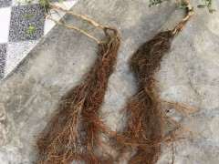 火棘下山桩 三个月了 画个设计图