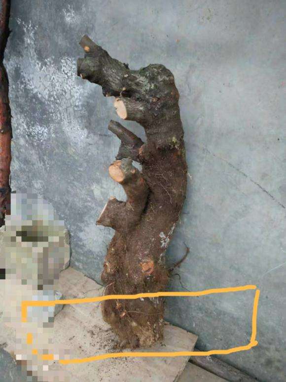 火棘下山桩快速生长 地栽的 图片