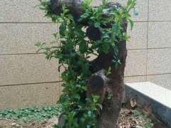 火棘下山桩快速生长 地栽的 图片